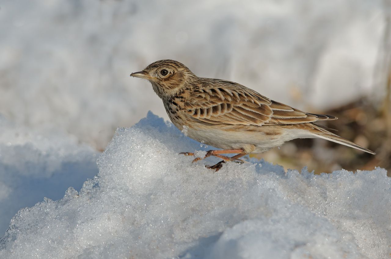 Allodola (Alauda arvensis)